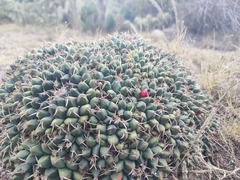 Mammillaria magnimamma