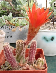 Lobivia silvestrii