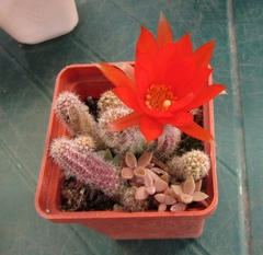 Lobivia silvestrii