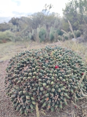 Mammillaria magnimamma
