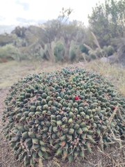 Mammillaria magnimamma
