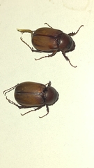 Melolonthinae