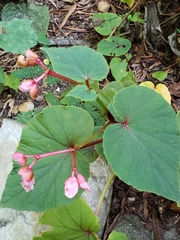 Begonia grandis