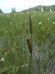 Carex rotundata