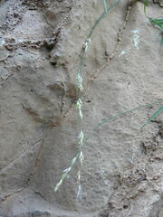 Melica rectiflora