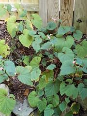 Begonia grandis