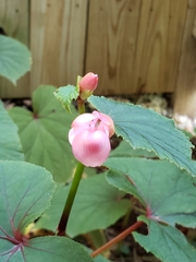 Begonia grandis
