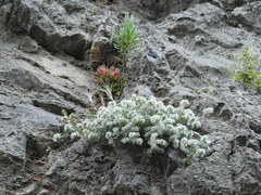 Paronychia macrosepala