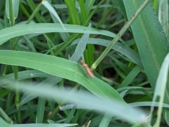 Dulichius