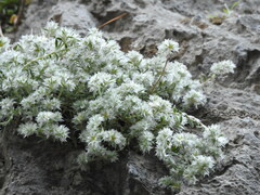 Paronychia macrosepala