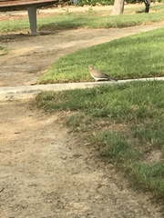 Streptopelia senegalensis