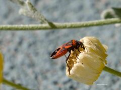 Lygaeus kalmii