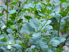 Capparis orientalis