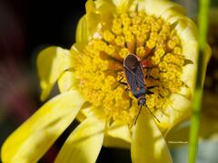 Melacoryphus lateralis