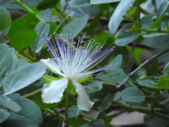 Capparis orientalis