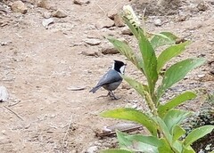 Periparus rubidiventris