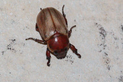 Cyclocephala melanocephala
