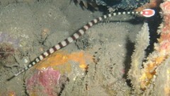 Dunckerocampus dactyliophorus