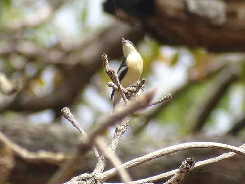 Yellow-bellied Hyliota