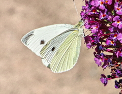 Pieris rapae