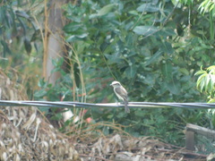 Ochthoeca leucophrys