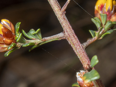 Pultenaea retusa