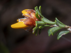 Pultenaea retusa
