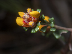Pultenaea retusa