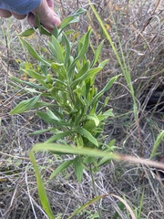 Lithospermum