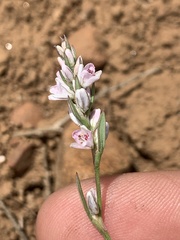 Polygonum spergulariiforme