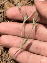 Polygonum spergulariiforme