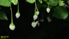 Styrax japonicus