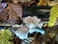 Clitocybaceae