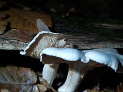 Clitocybaceae