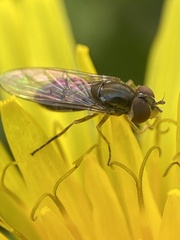 Toxomerus marginatus