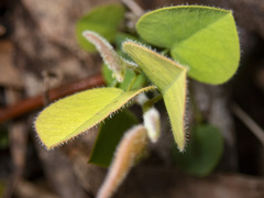 Bossiaea prostrata
