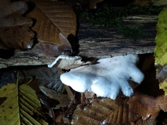 Clitocybaceae