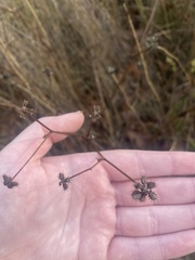 Sanicula crassicaulis