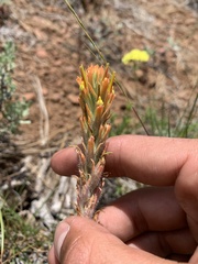 Castilleja arachnoidea