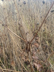 Sanicula crassicaulis