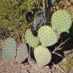 Opuntia rufida