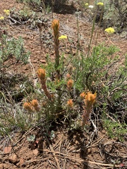 Castilleja arachnoidea