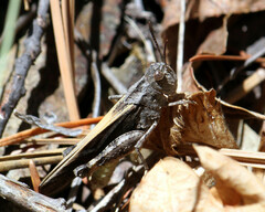 Arphia conspersa