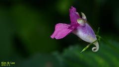 Impatiens textorii