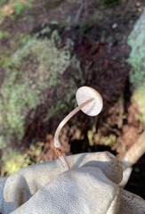 Mycena maculata