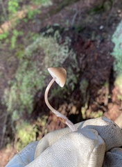 Mycena maculata