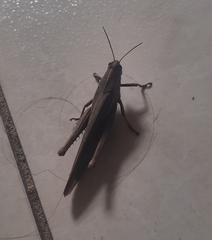 Schistocerca flavofasciata