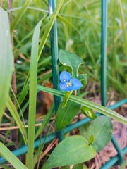Commelina diffusa