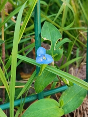 Commelina diffusa