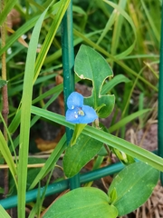 Commelina diffusa